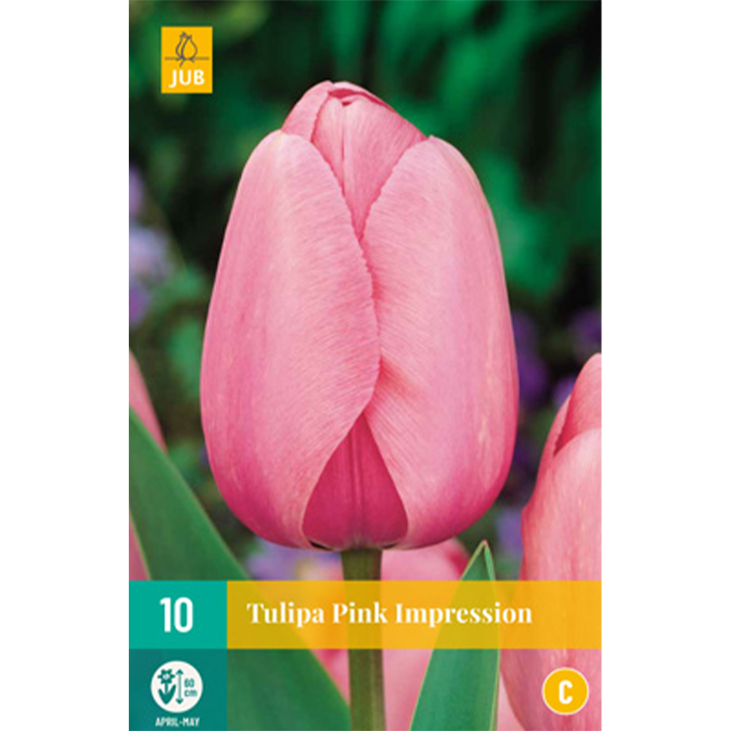 Darwin-Hybrid Tulpe 'Pink Impression' - 10 Stück