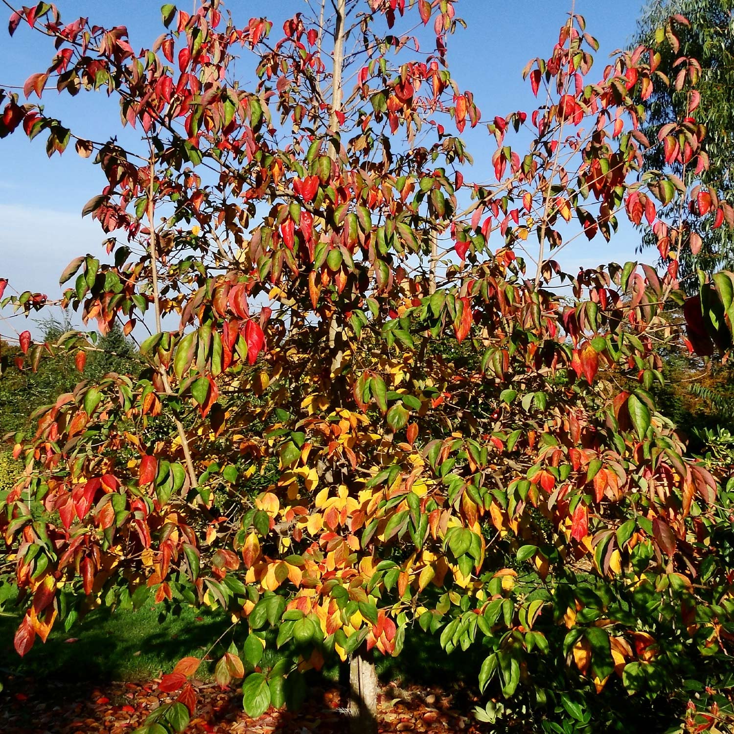 Blumenhartriegel 'Soleil Rouge'