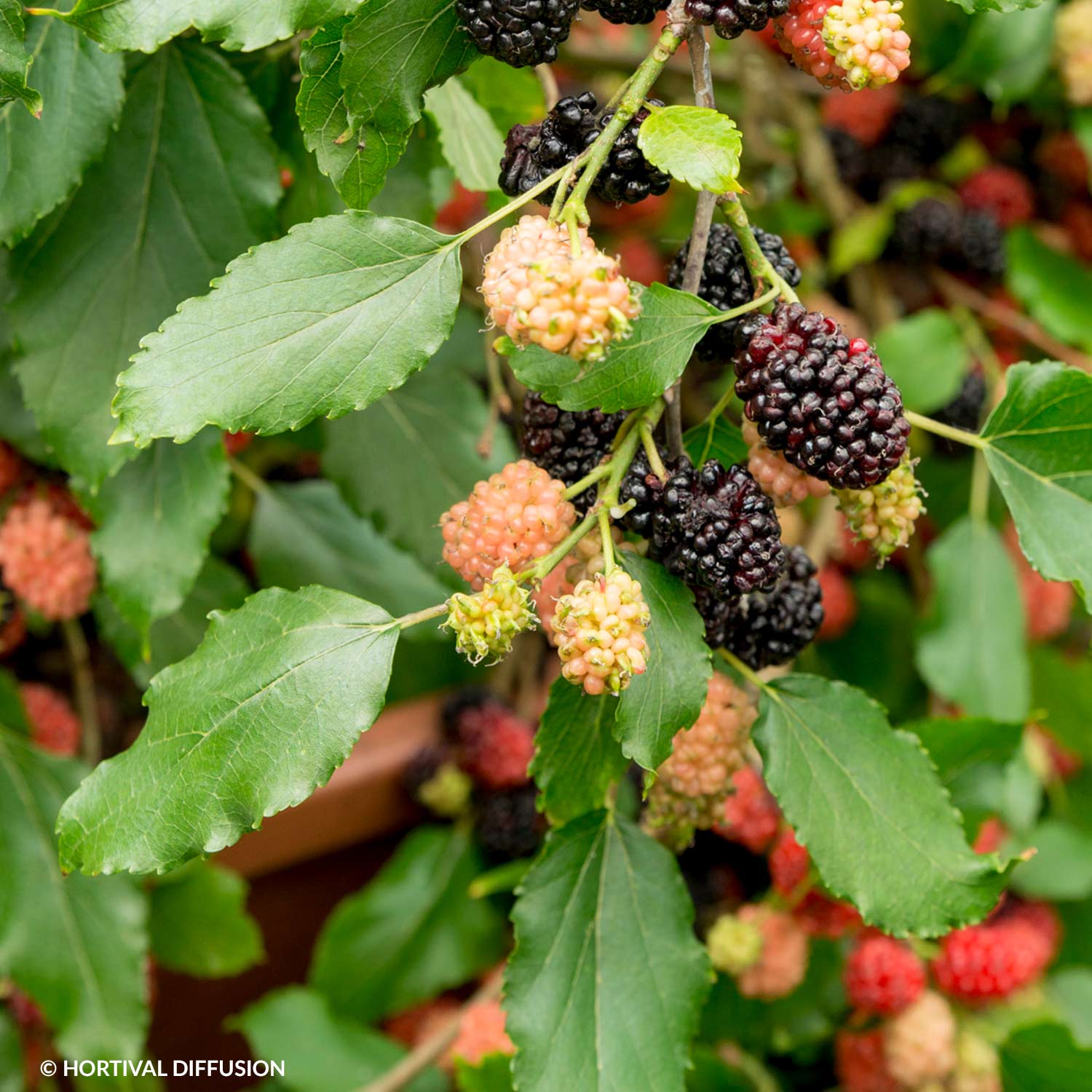 Schwarze Zwerg-Maulbeere 'Mojo Berry®'