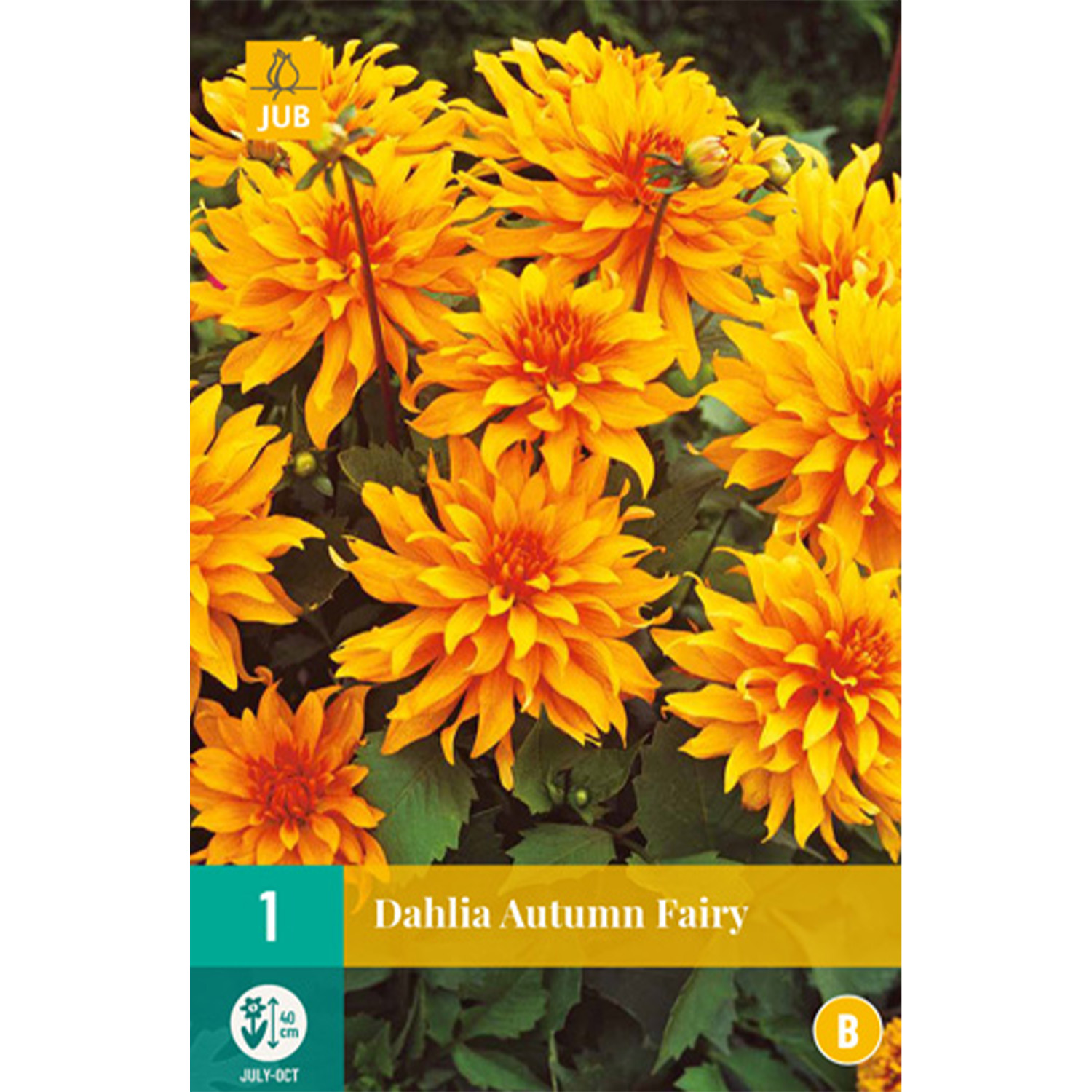 Kategorie <b>Produkt ohne Kategoriezuordnung </b> - Zwerg-Dahlie &#039;Autumn Fairy&#039; - 1 Stück Liefergröße: Zwiebelgröße I - Dahlia x hybrida &#039;Autumn Fairy&#039;