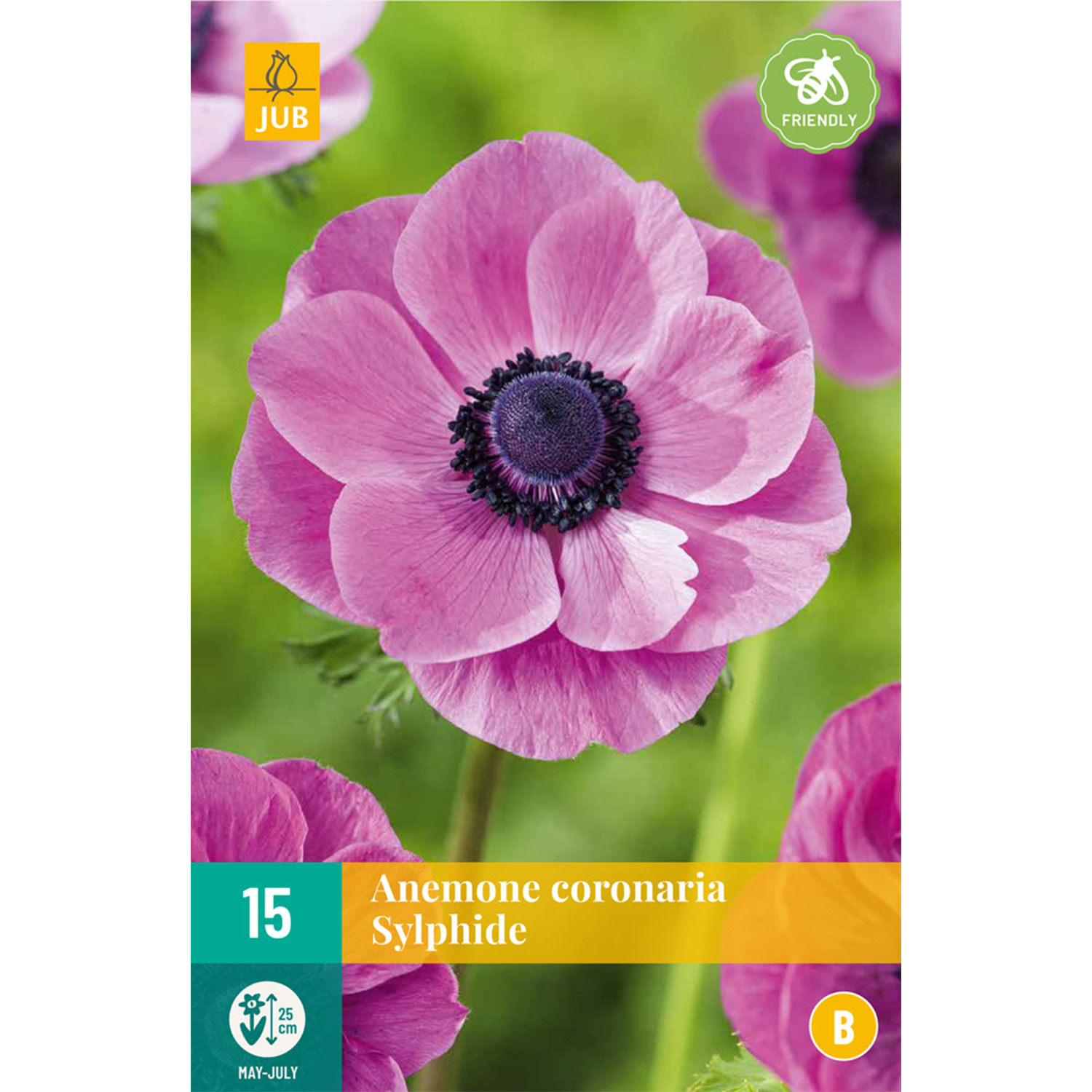 Garten-Anemone 'Sylphide' - 15 Stück