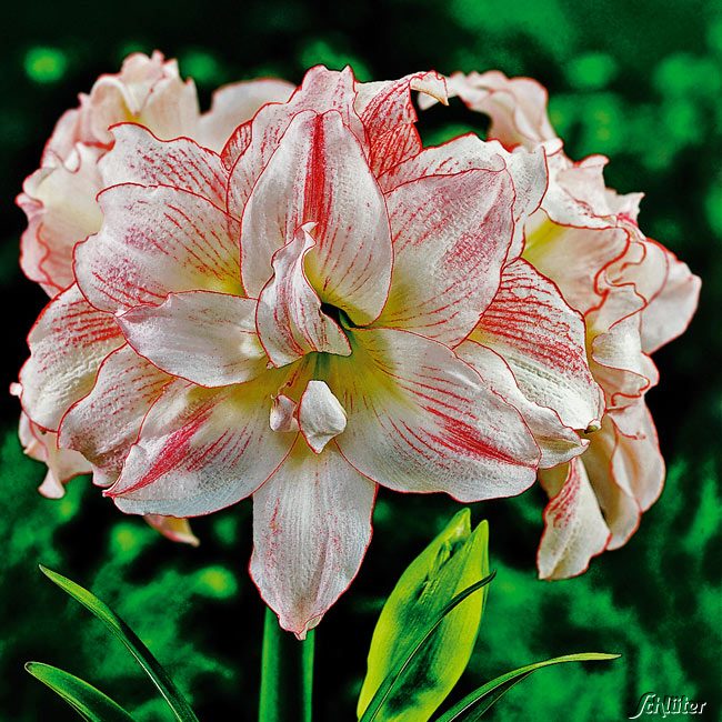 Amaryllis 'Aphrodite'