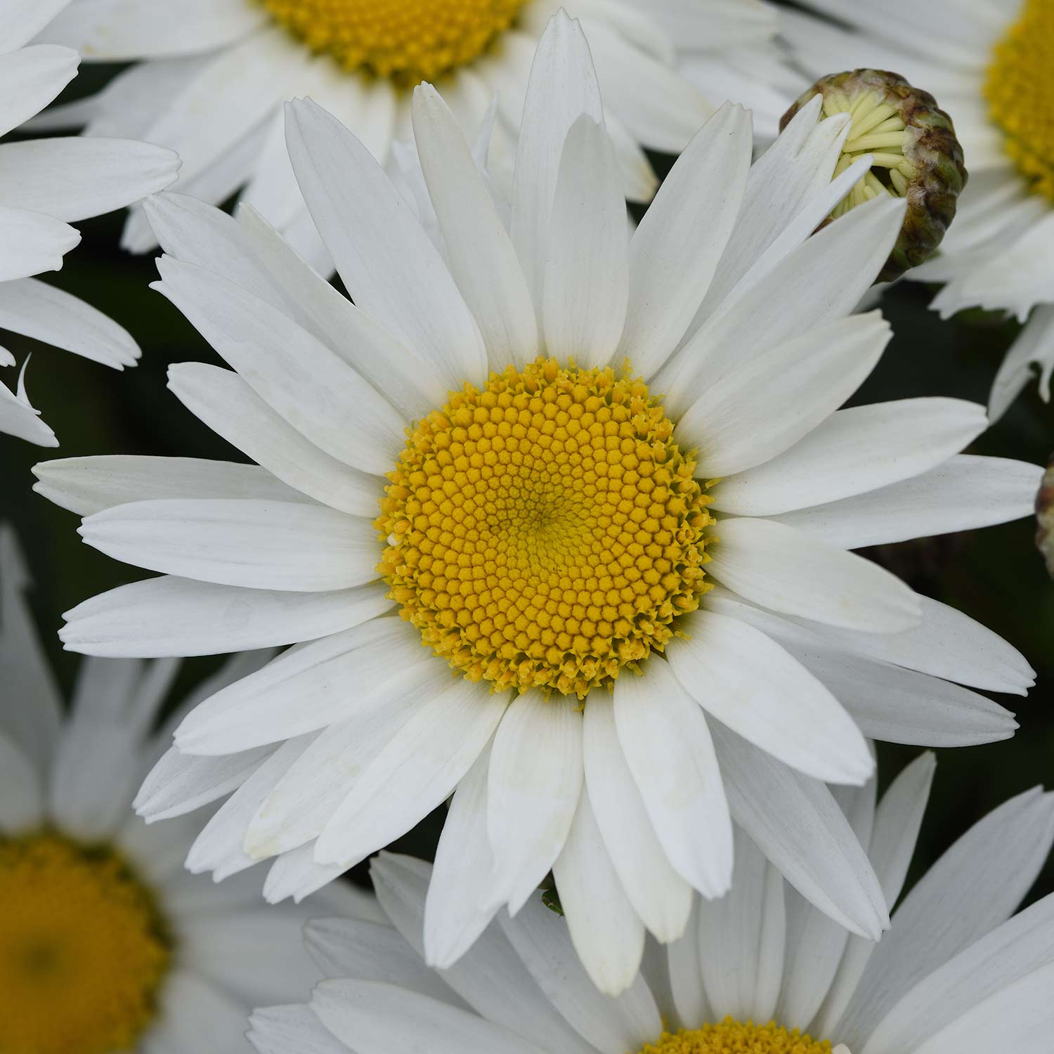 Margerite 'Madonna'