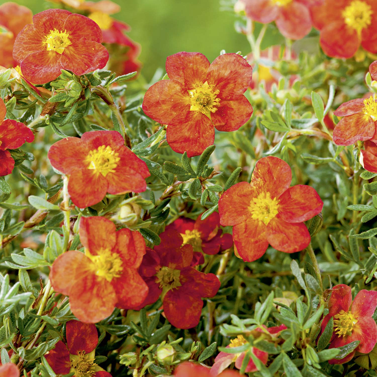 Kategorie <b>Produkt ohne Kategoriezuordnung </b> - Fingerstrauch &#039;Flammenmeer&#039;, 3 Liter, 30 - 40 cm Liefergröße: 30- 40 cm - Potentilla fruticosa &#039;Flammenmeer&#039;