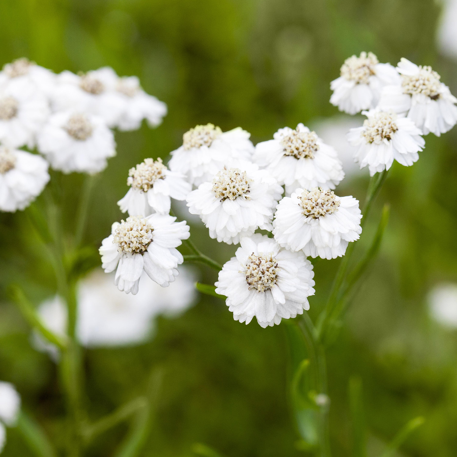 Kategorie <b>Produkt ohne Kategoriezuordnung </b> - Bertrams-Garbe Lieferform: Im 9 cm Topf - Achillea ptarmica