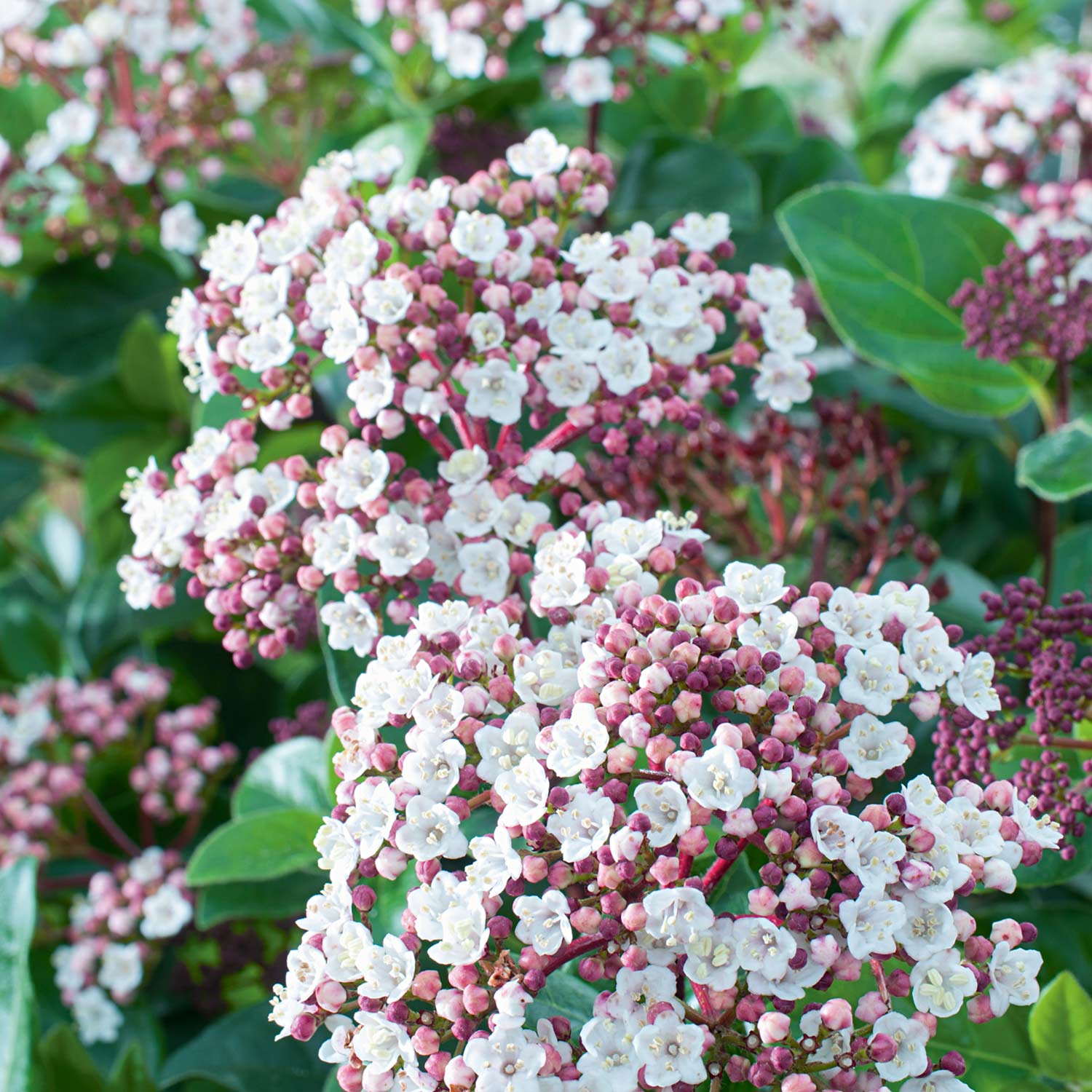 Immergrüner Schneeball 'Lisa Rose'