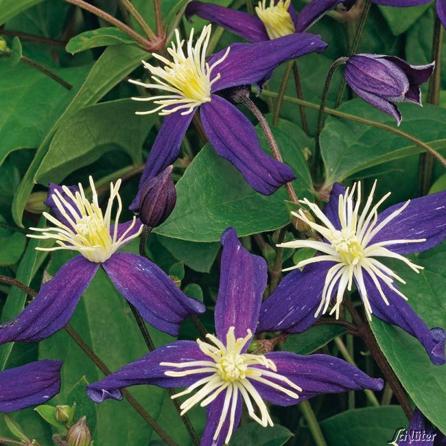 Duft-Clematis 'Aromatica'