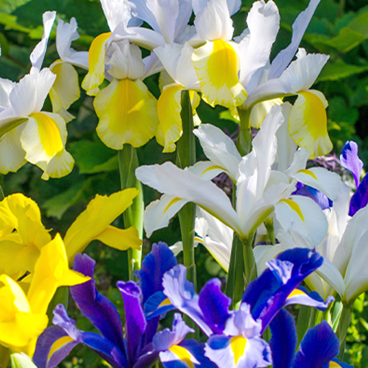 Iris 'Hollandica' Mix - 25 Stück