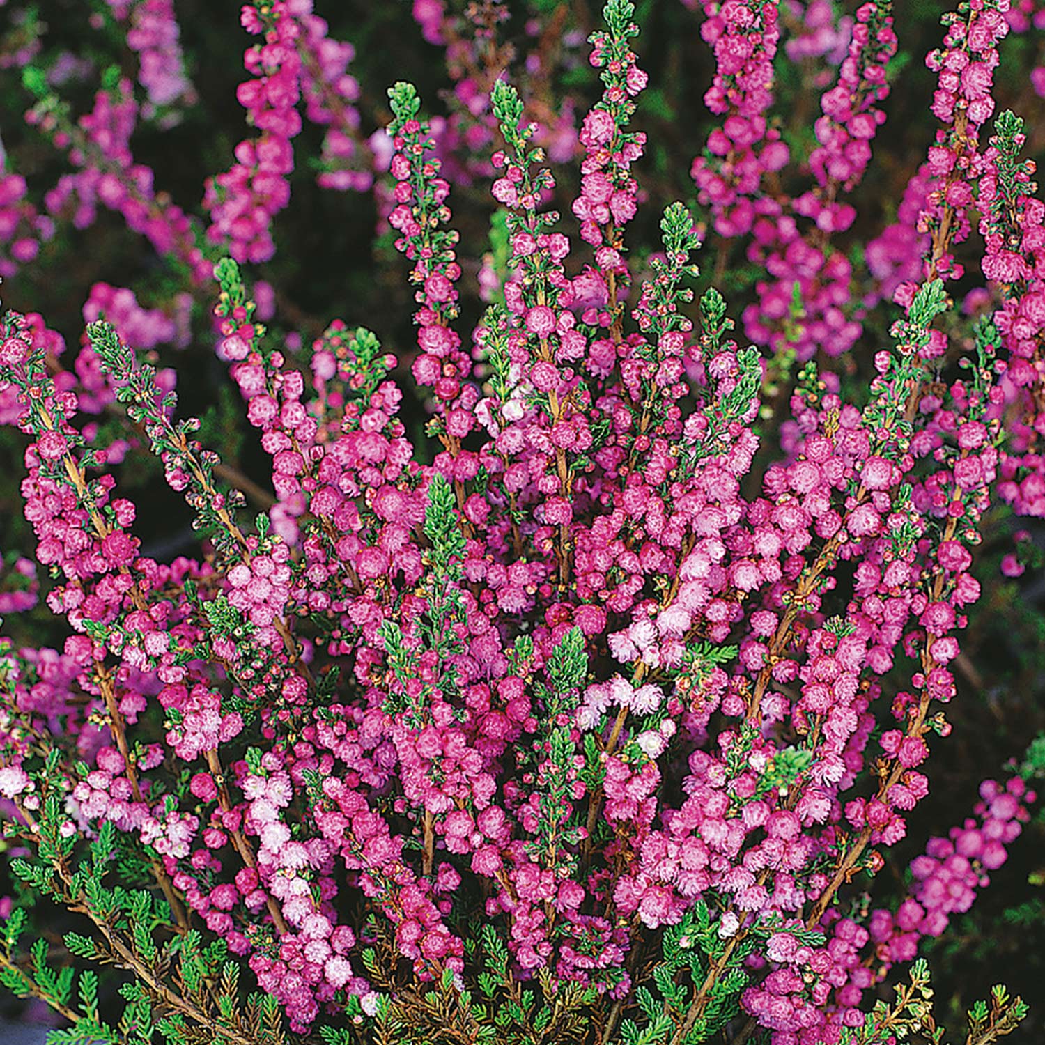 Sommerheide 'Red Favorit'