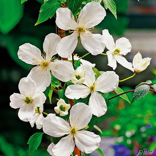 Clematis 'Grandiflora'