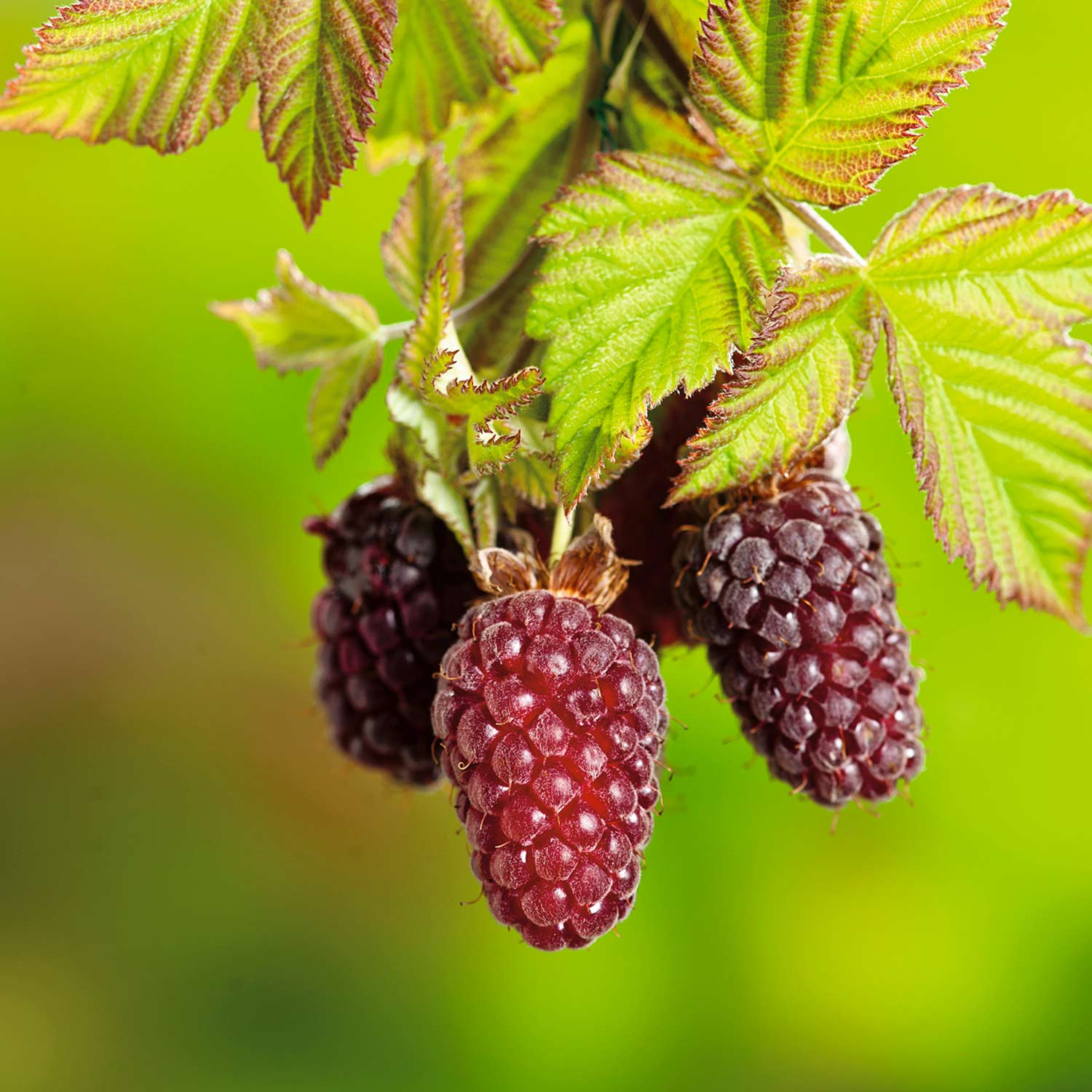 Boysenberry