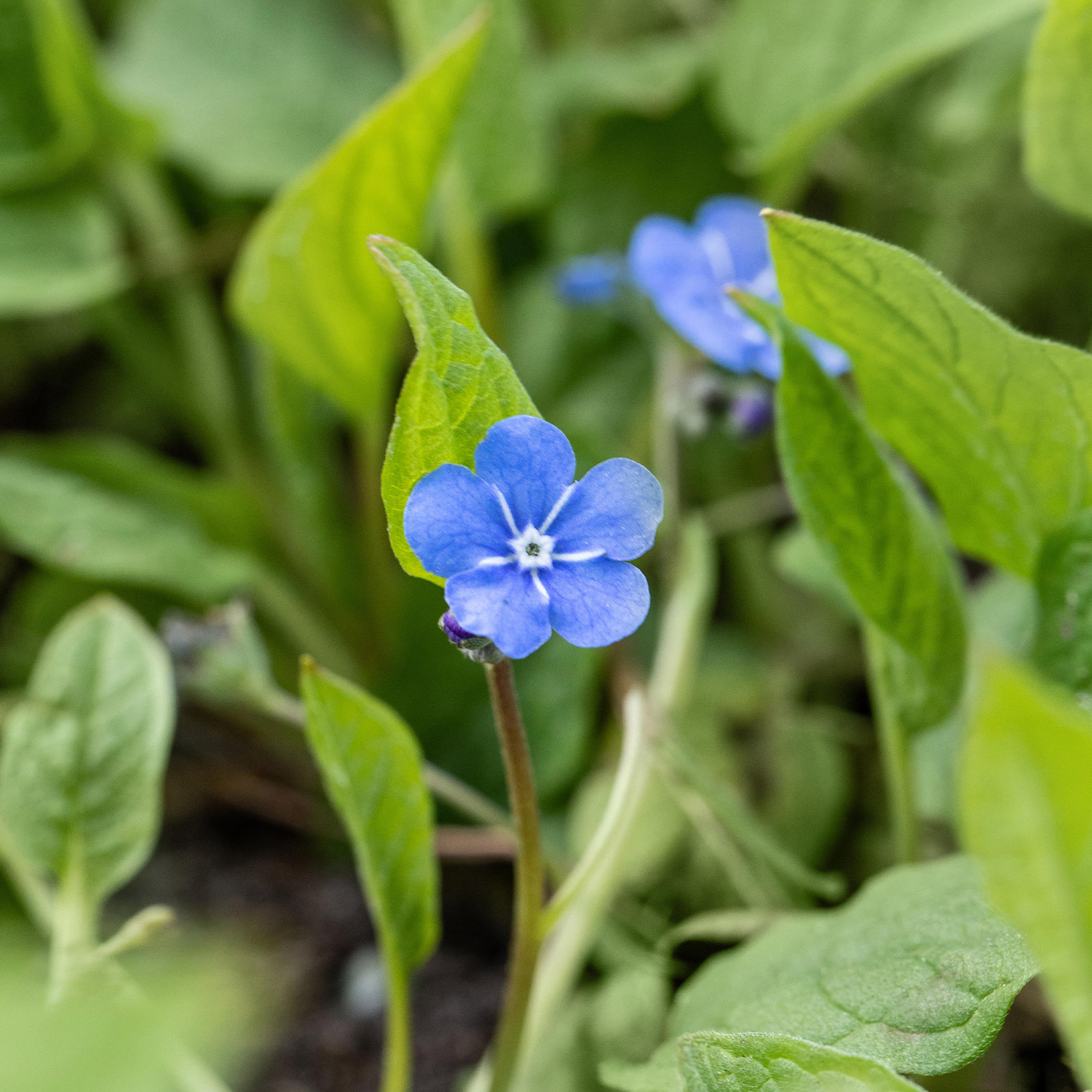 Himmelblaues Gedenkemein