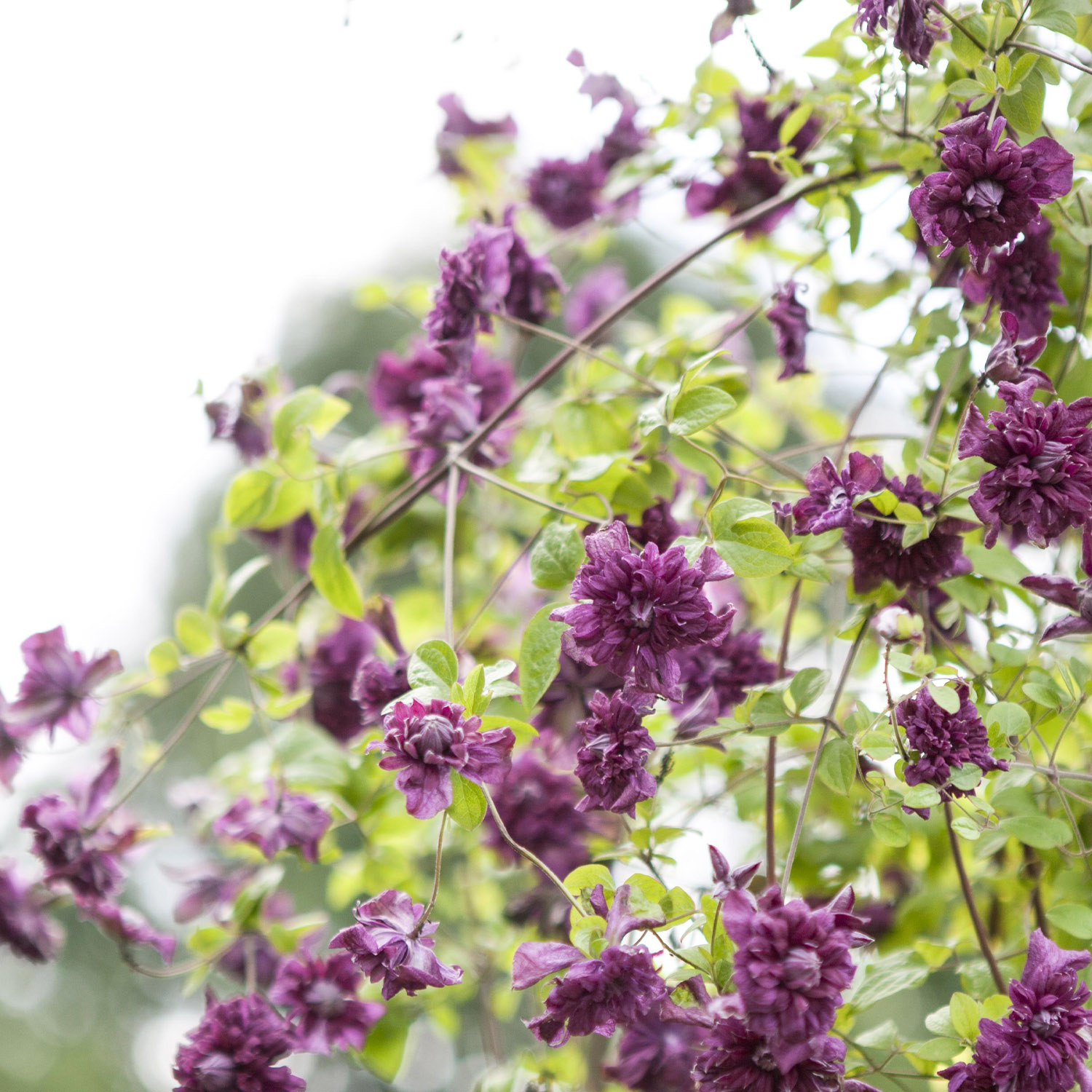 Clematis 'Purpurea Plena Elegans'