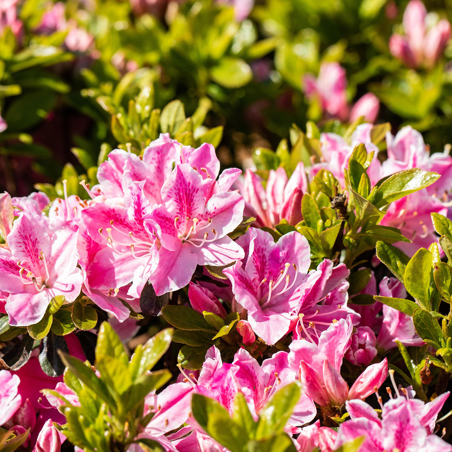 Japanische Azalee 'Kermesina Rosé'