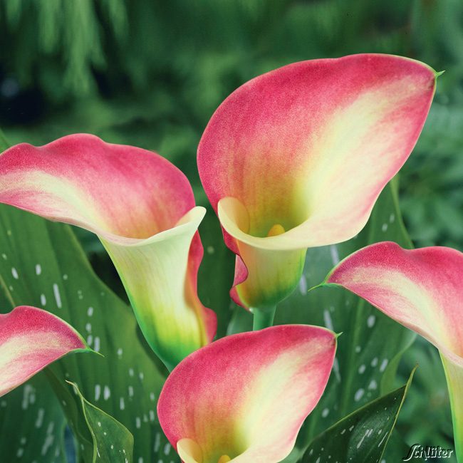 Calla 'Parfait'