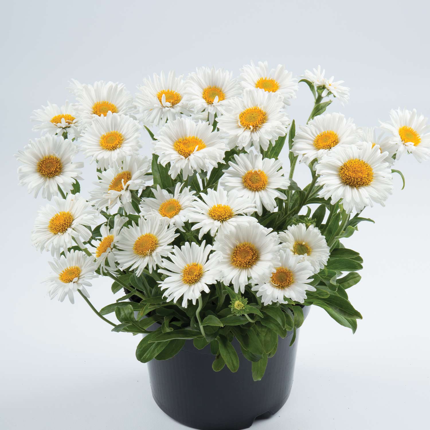 Kategorie <b>Produkt ohne Kategoriezuordnung </b> - Alpen-Aster &#039;Alba&#039; Lieferform: Im 9 cm Topf - Aster alpinus