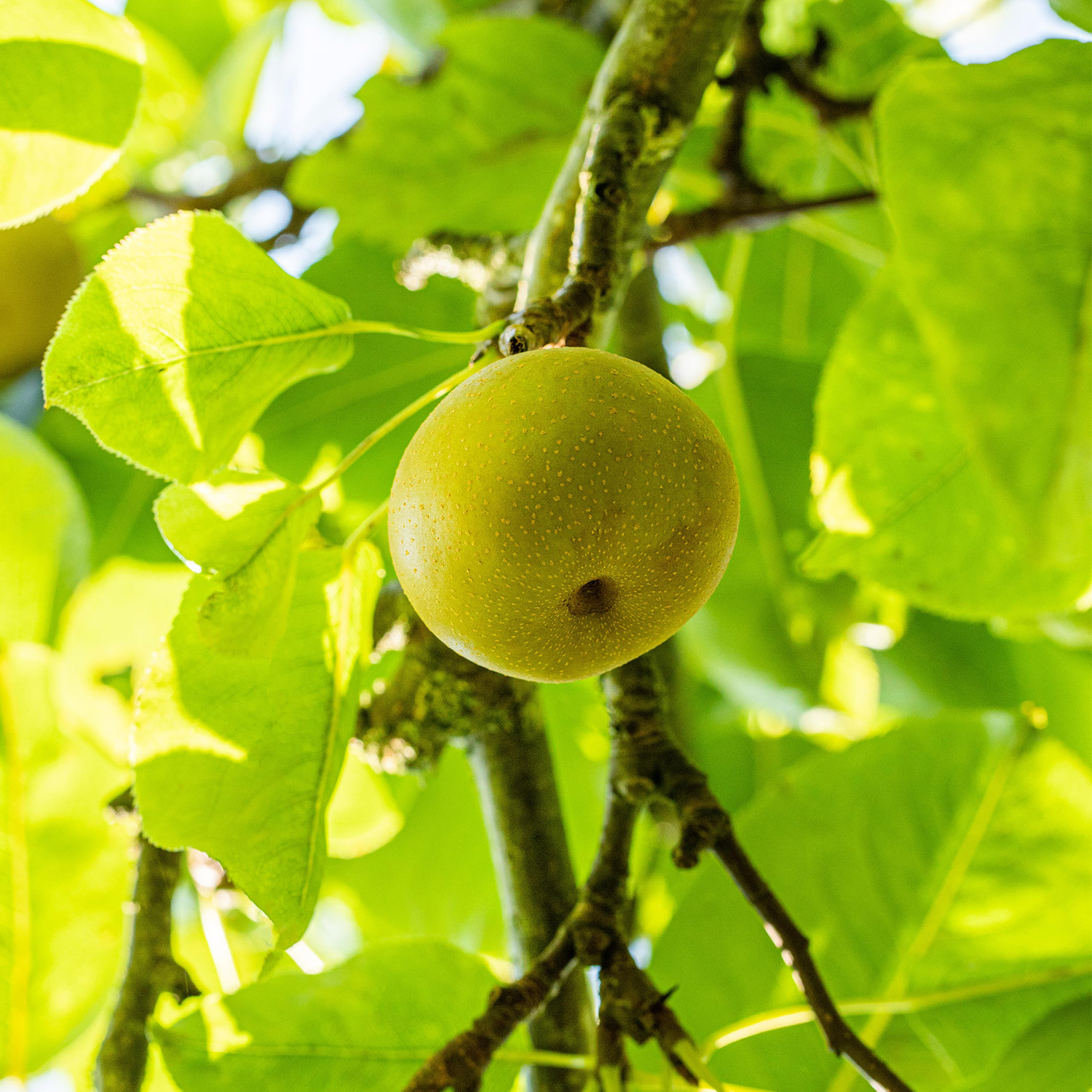 Asiatische Apfelbirne 'Nashi Benita®'