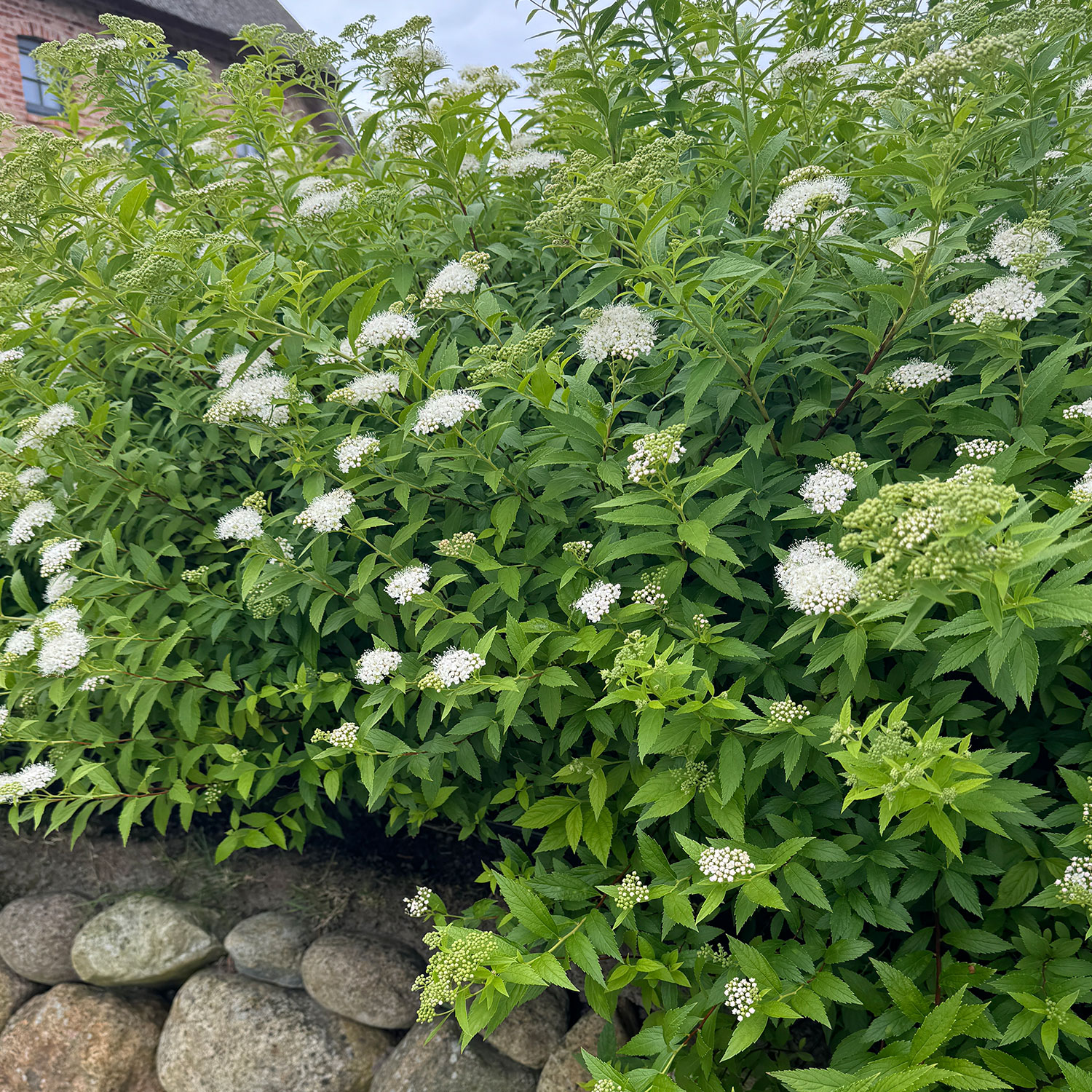 Weiße Zwergspiere 'Albiflora'