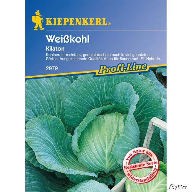 Weißkohl 'Kilaton'