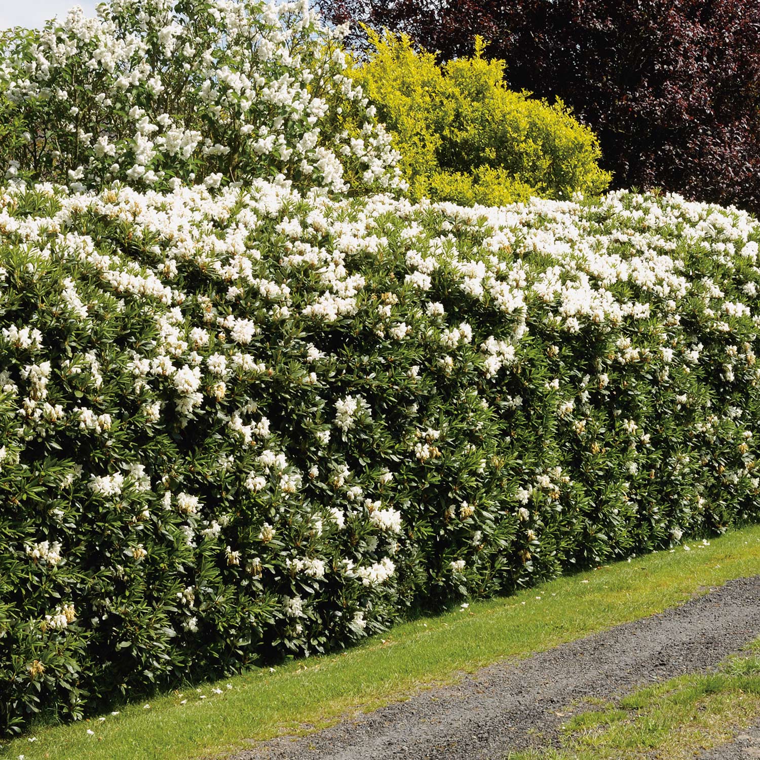 Rhododendron 'Easydendron® Dufthecke'