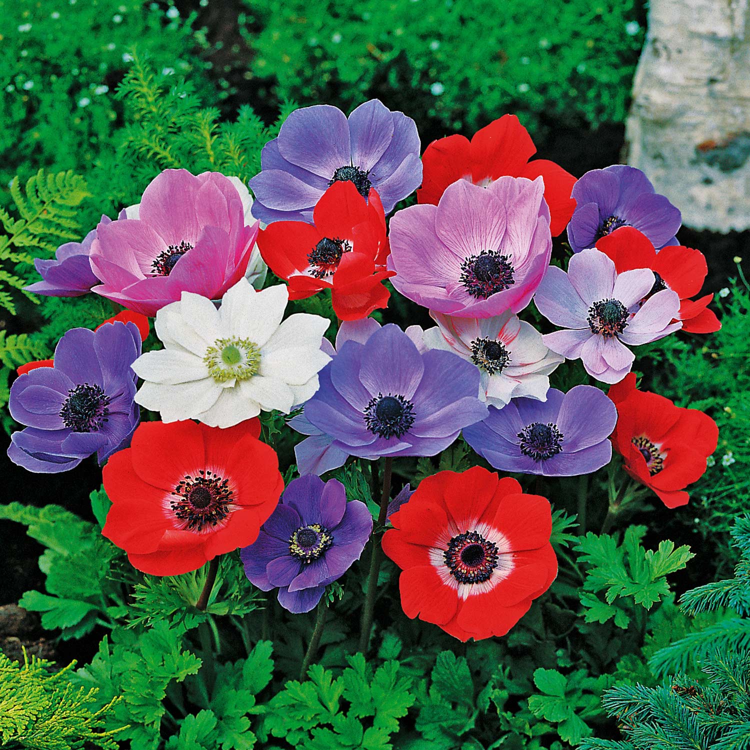 Garten-Anemone 'De Caen' - Mischung - 15 Stück