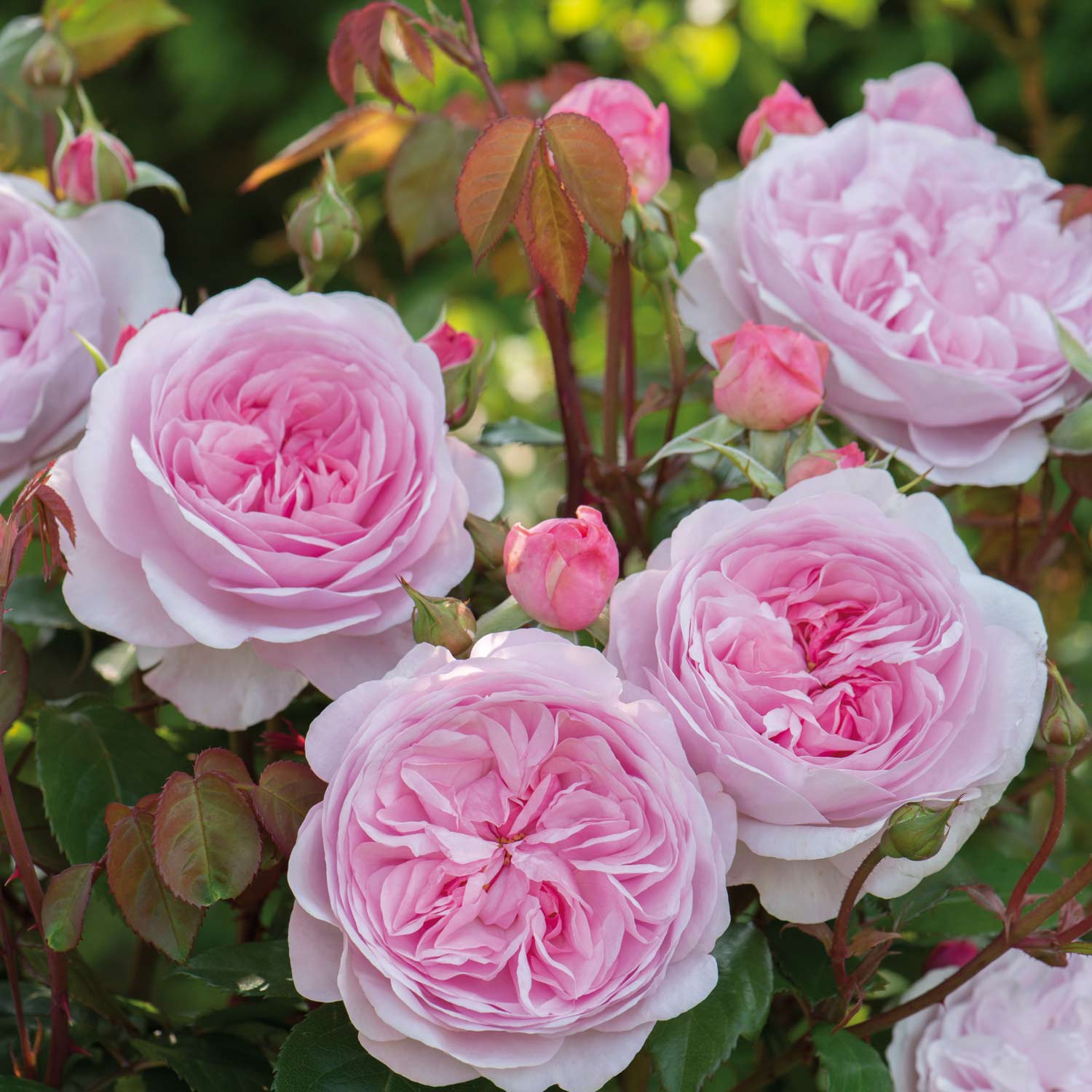 David Austin Rose 'Olivia Rose Austin®'