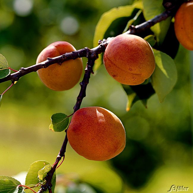 Aprikosenmirabelle 'Aprimira'