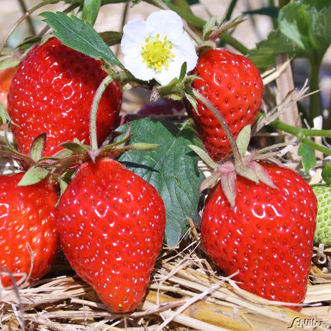 Erdbeeren 'Lambada®' - 10 Stück