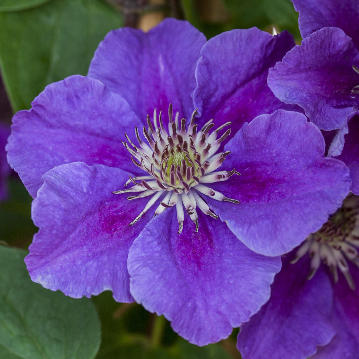 Clematis 'Ashva'