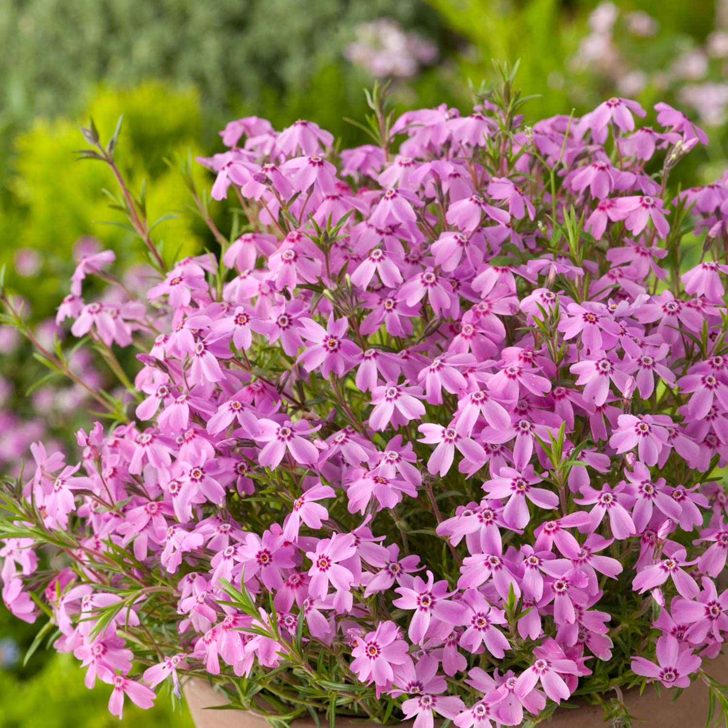 Pinkfarbener Polsterphlox