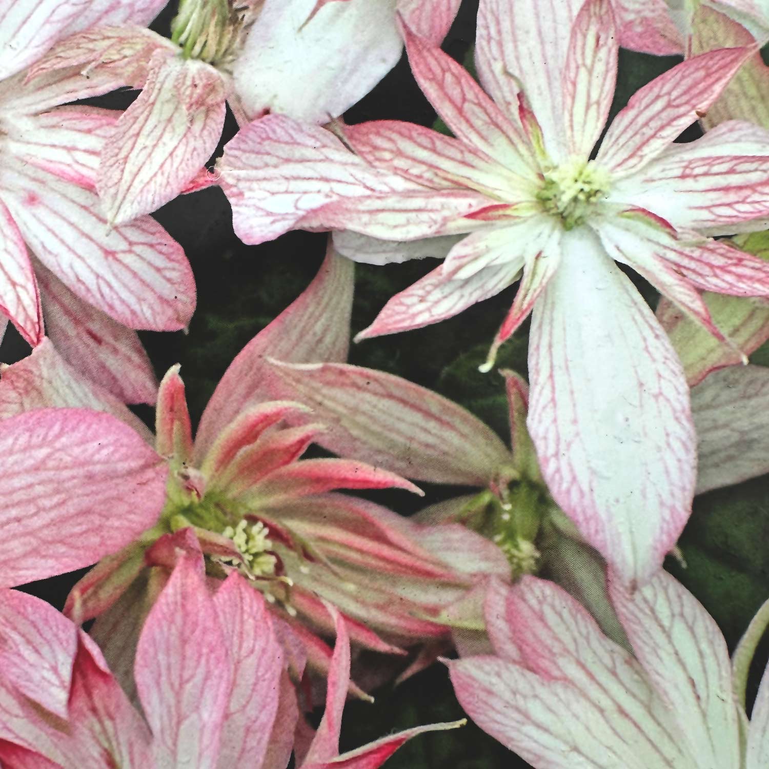 Clematis 'Marjorie'