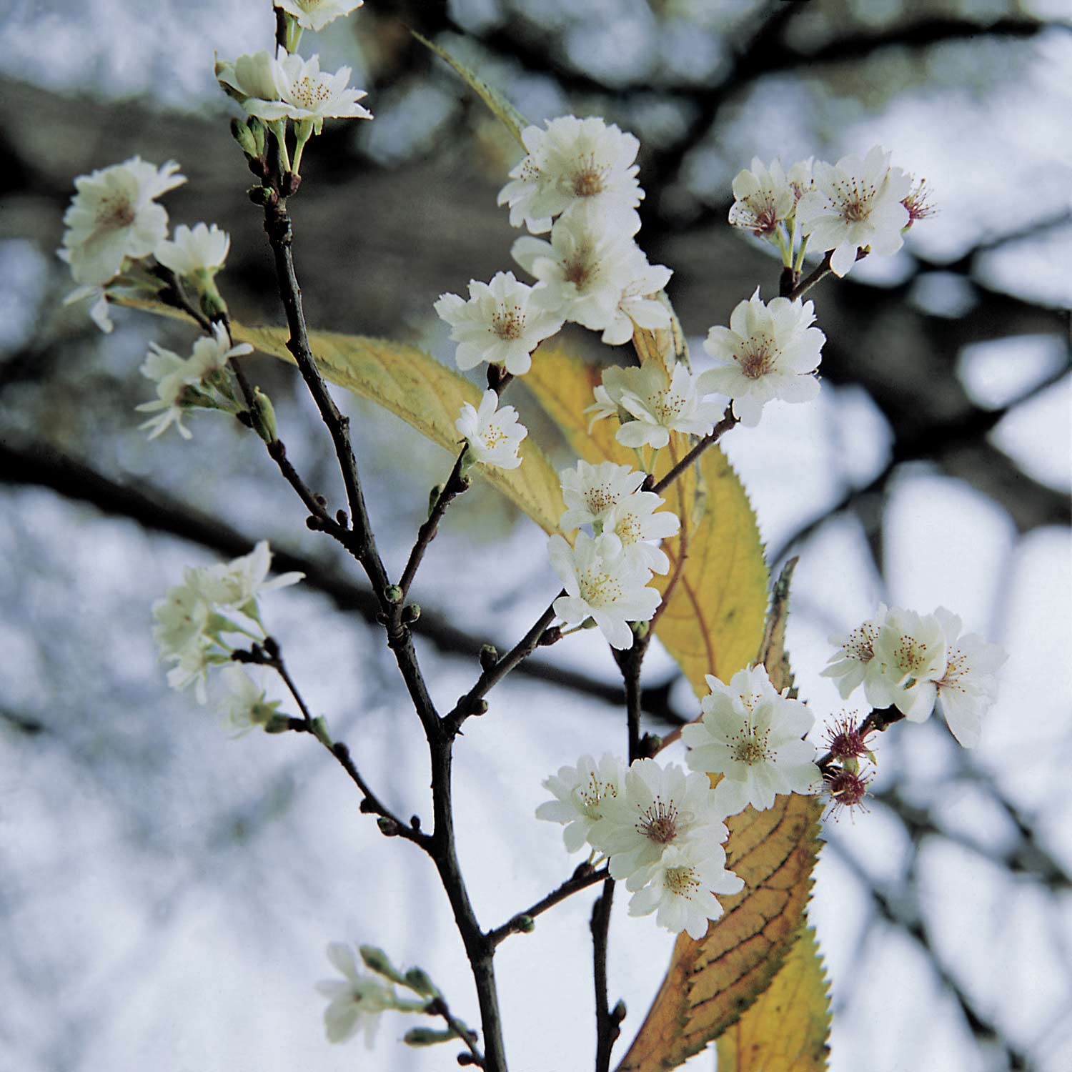 Winterkirsche 'Autumnalis'