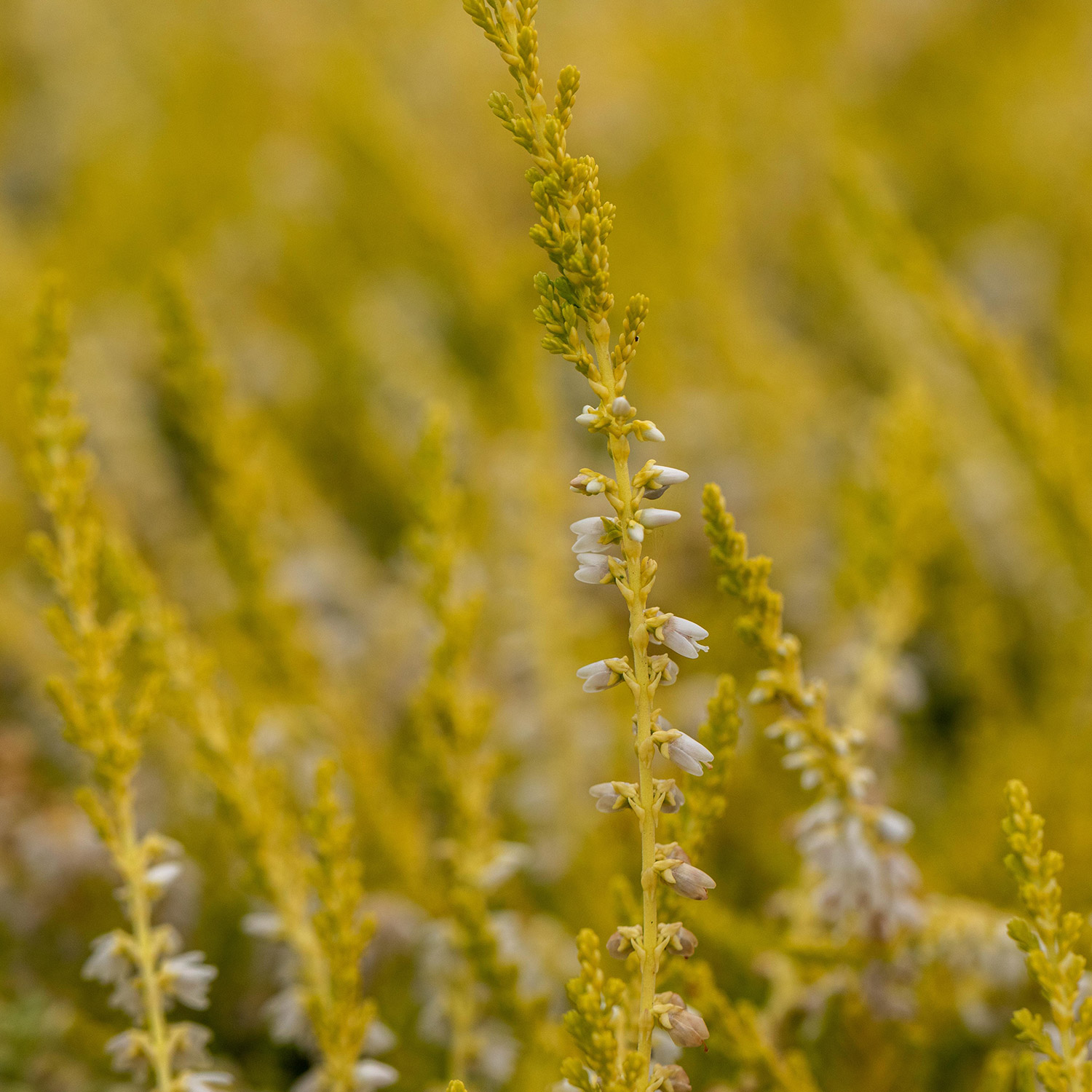 Sommerheide 'Gold Haze'