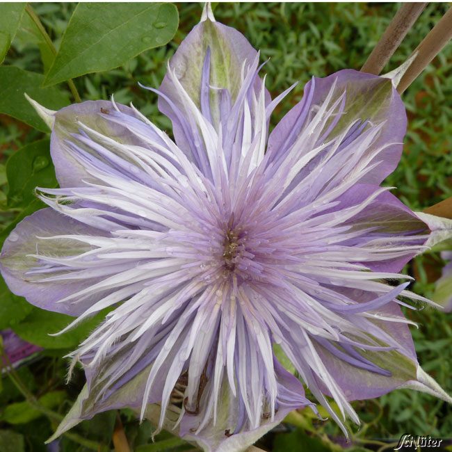 Clematis 'Crystal Fountain' TM Evipo 038 (N)