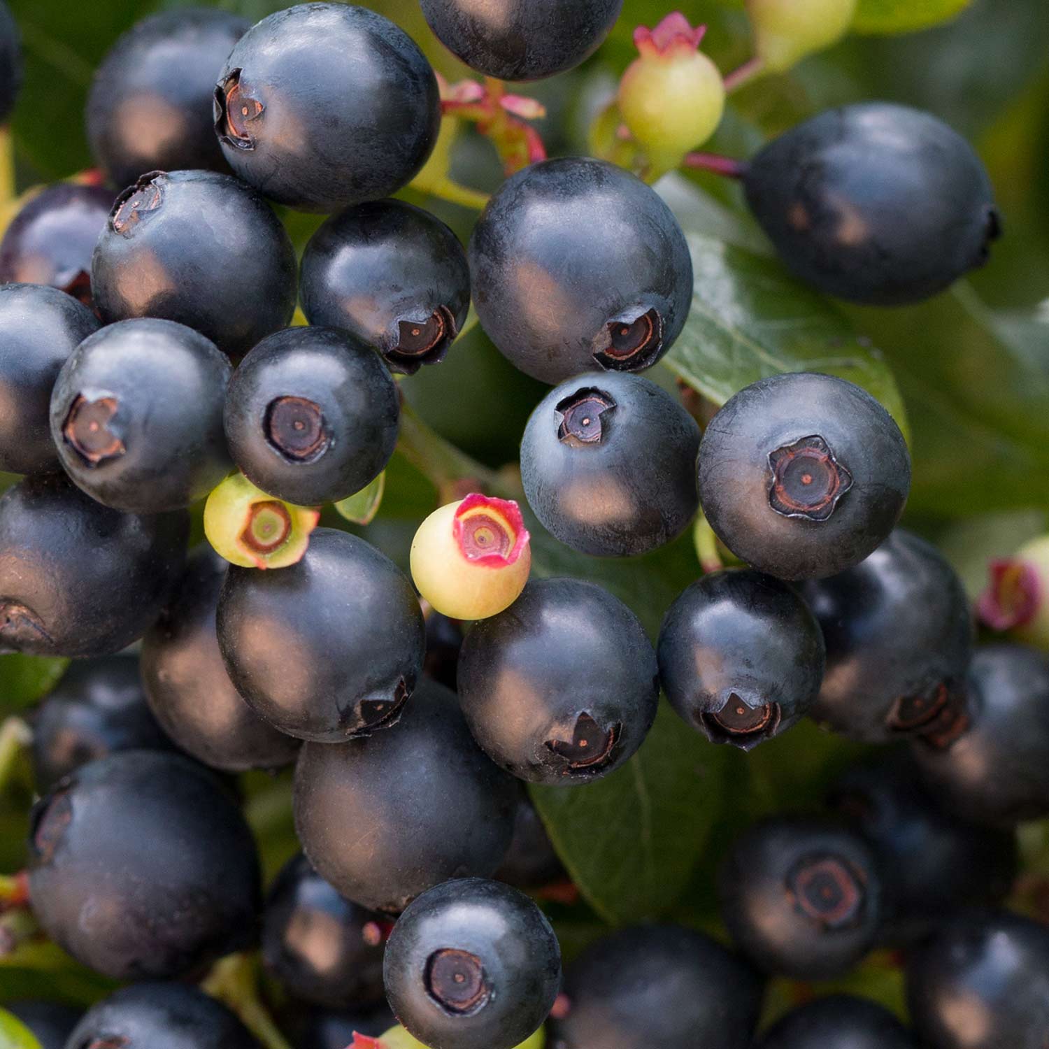 Heidelbeere / Blaubeere BrazelBerries® 'Berry Bux®'