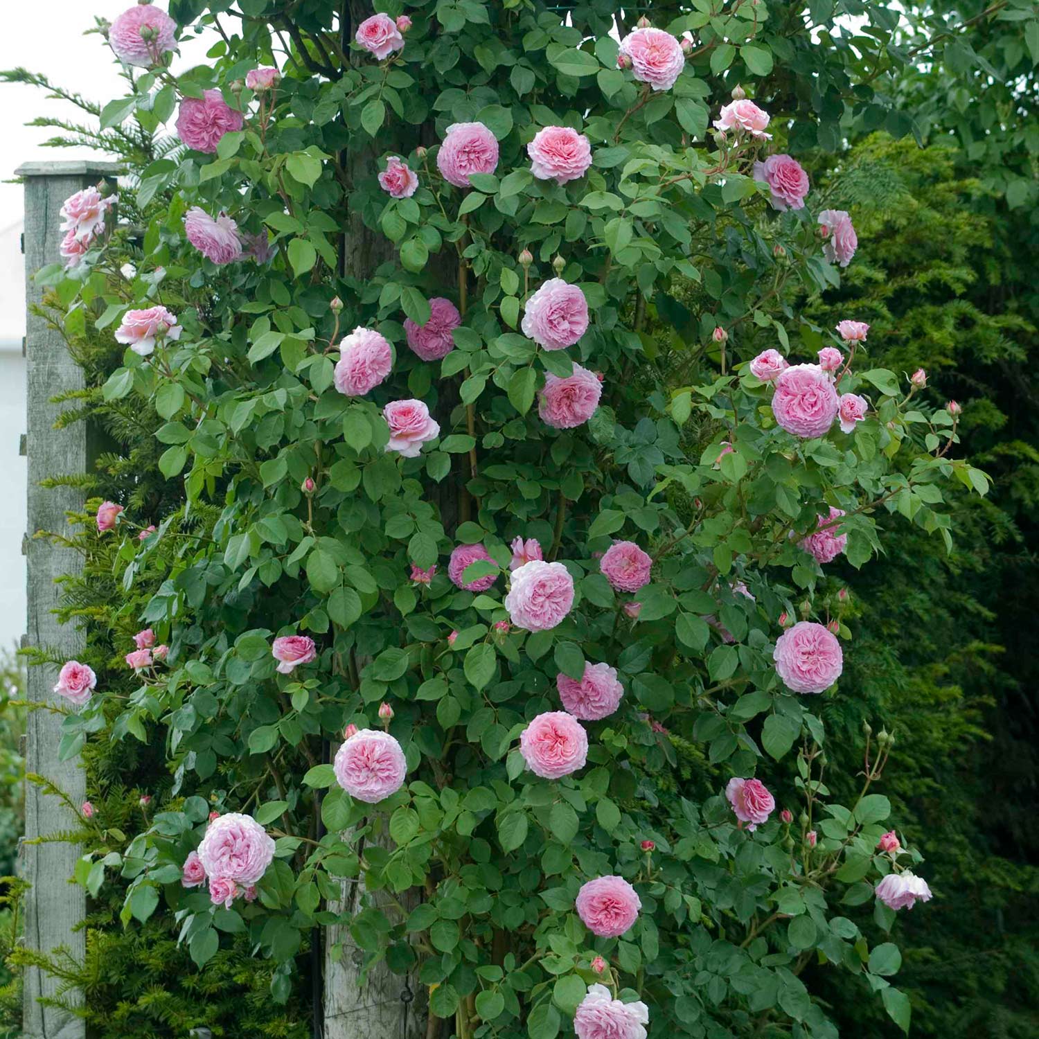 David Austin-Rose 'James Galway®'