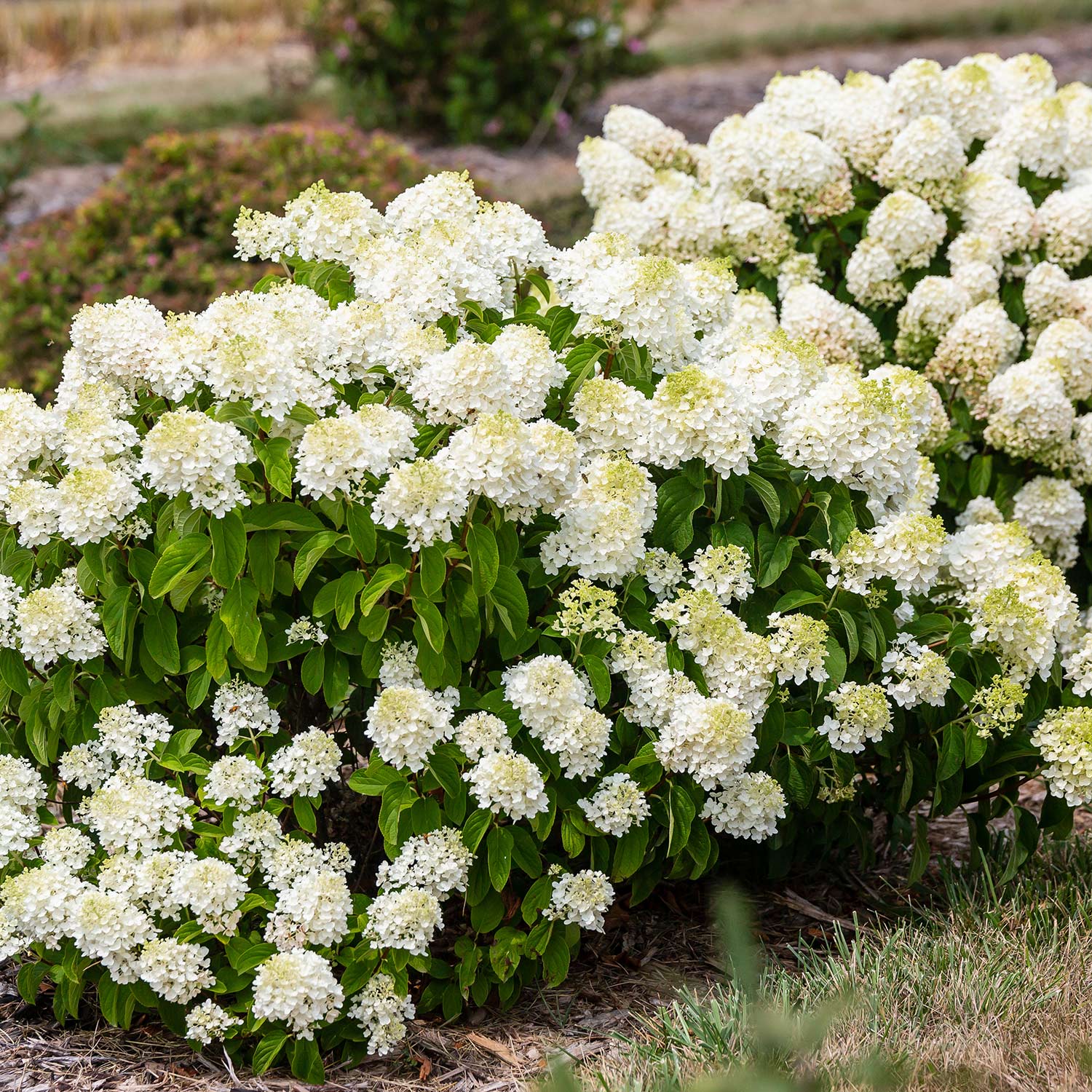 Rispenhortensie 'Little Hottie'