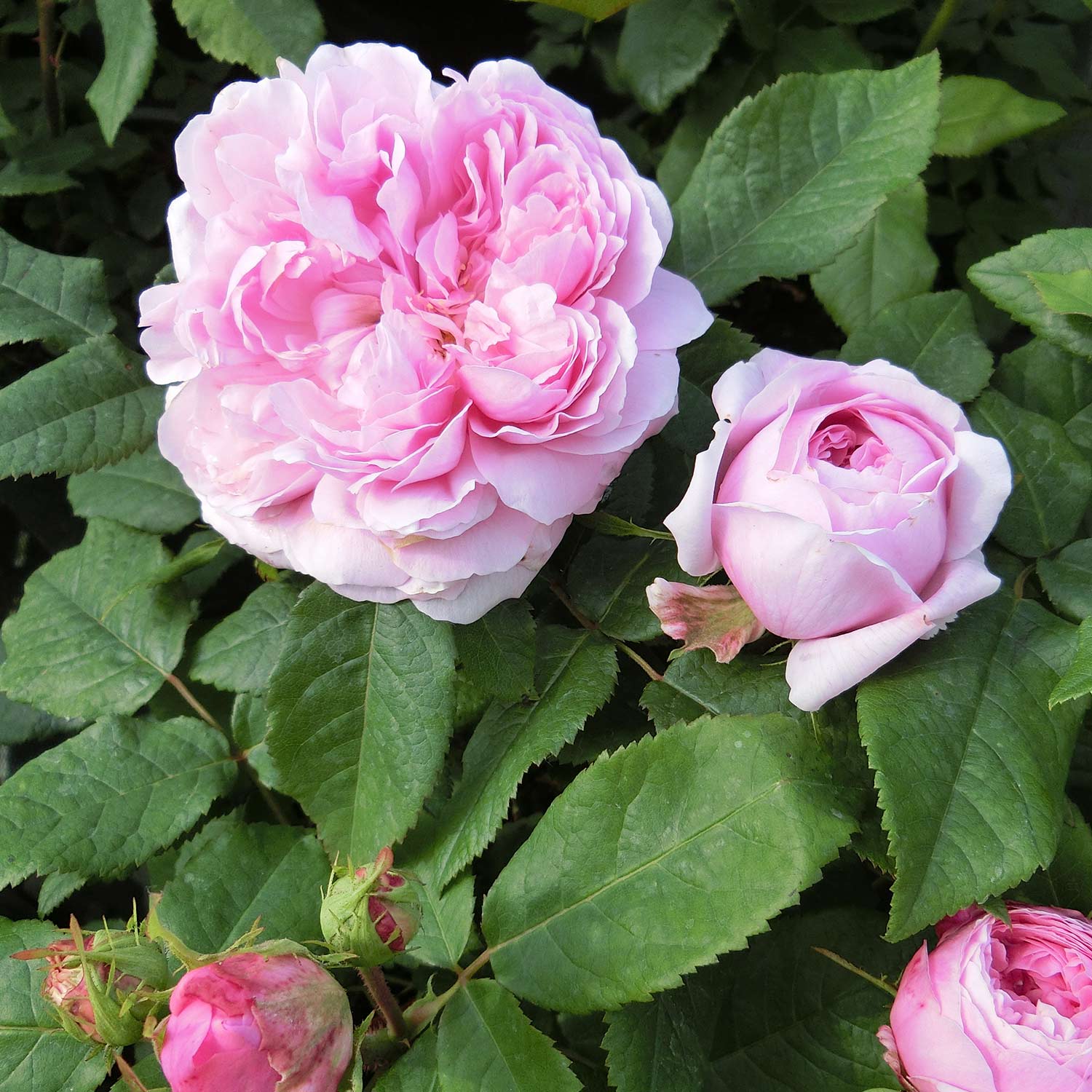 Historische Rose 'Jacques Cartier'