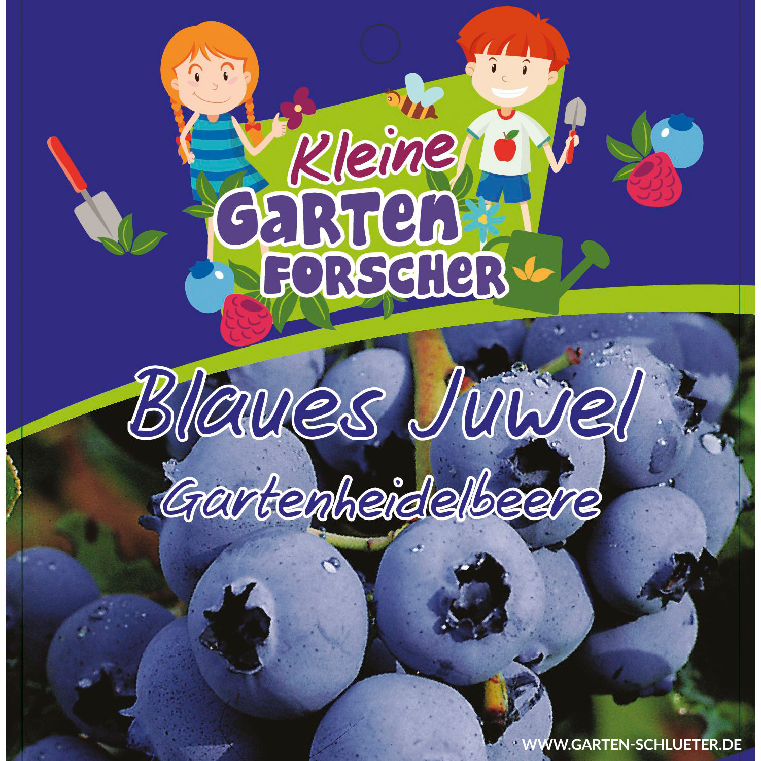 Gartenheidelbeere 'Blaues Juwel' - Kleine Gartenforscher