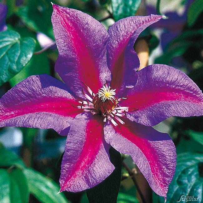 Clematis 'Mrs. N. Thompson'