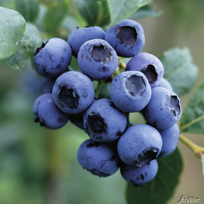 Heidelbeere 'Ozark Blue'