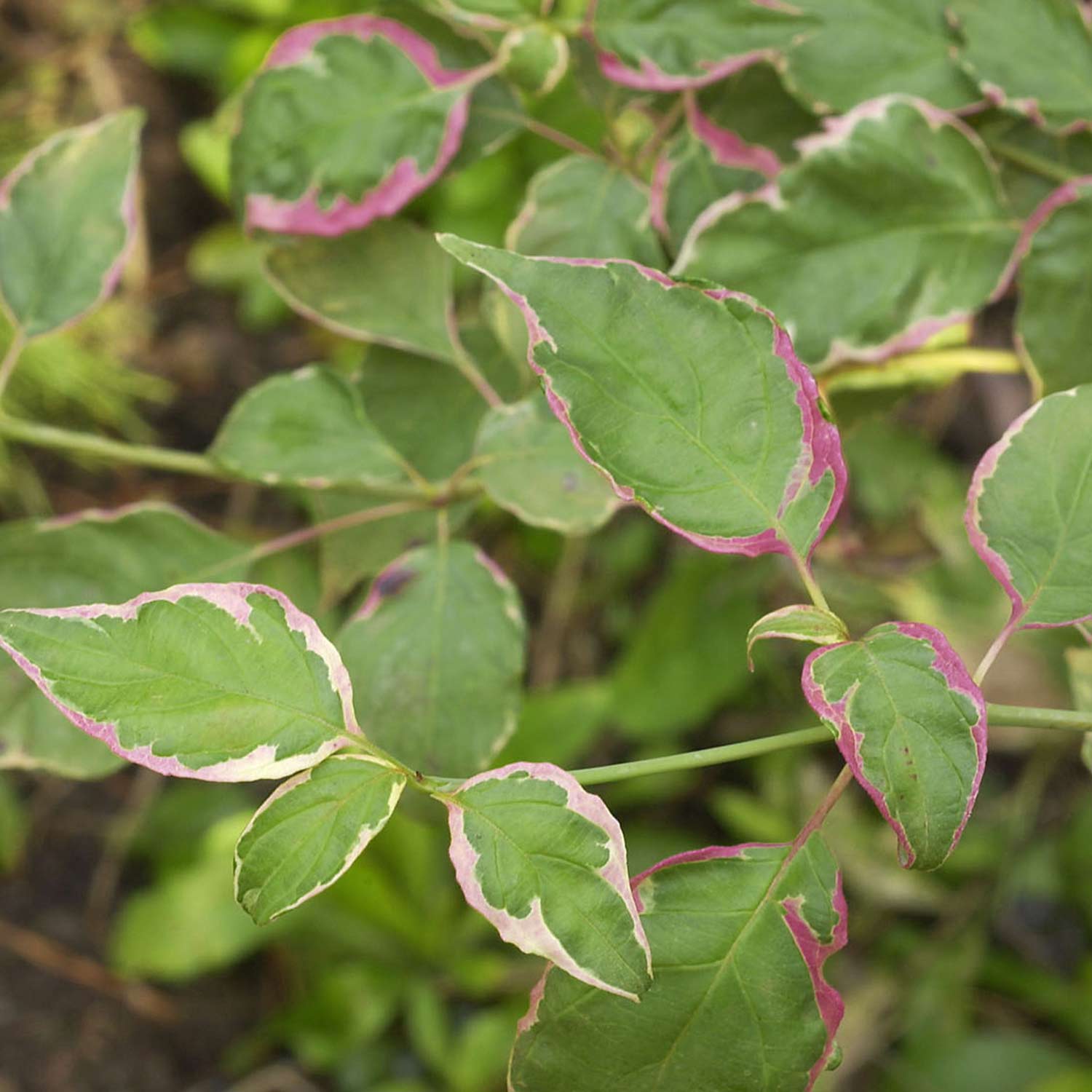 Wechselblättriger Hartriegel 'Pinky Spot®'