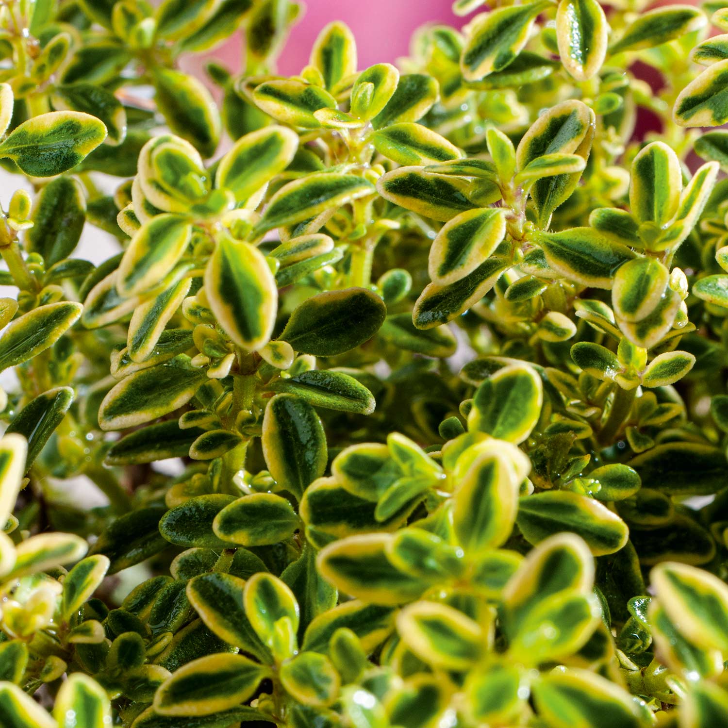 Thymian 'Golden Dwarf'