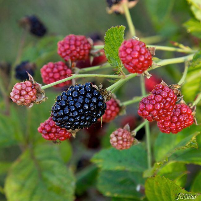 Brombeere BrazelBerries® 'Baby Cakes'