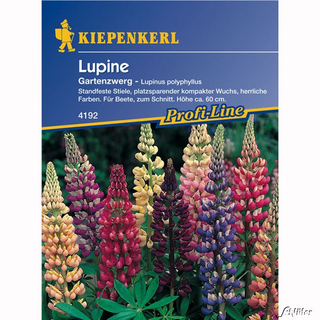 Lupinen 'Gartenzwerg'