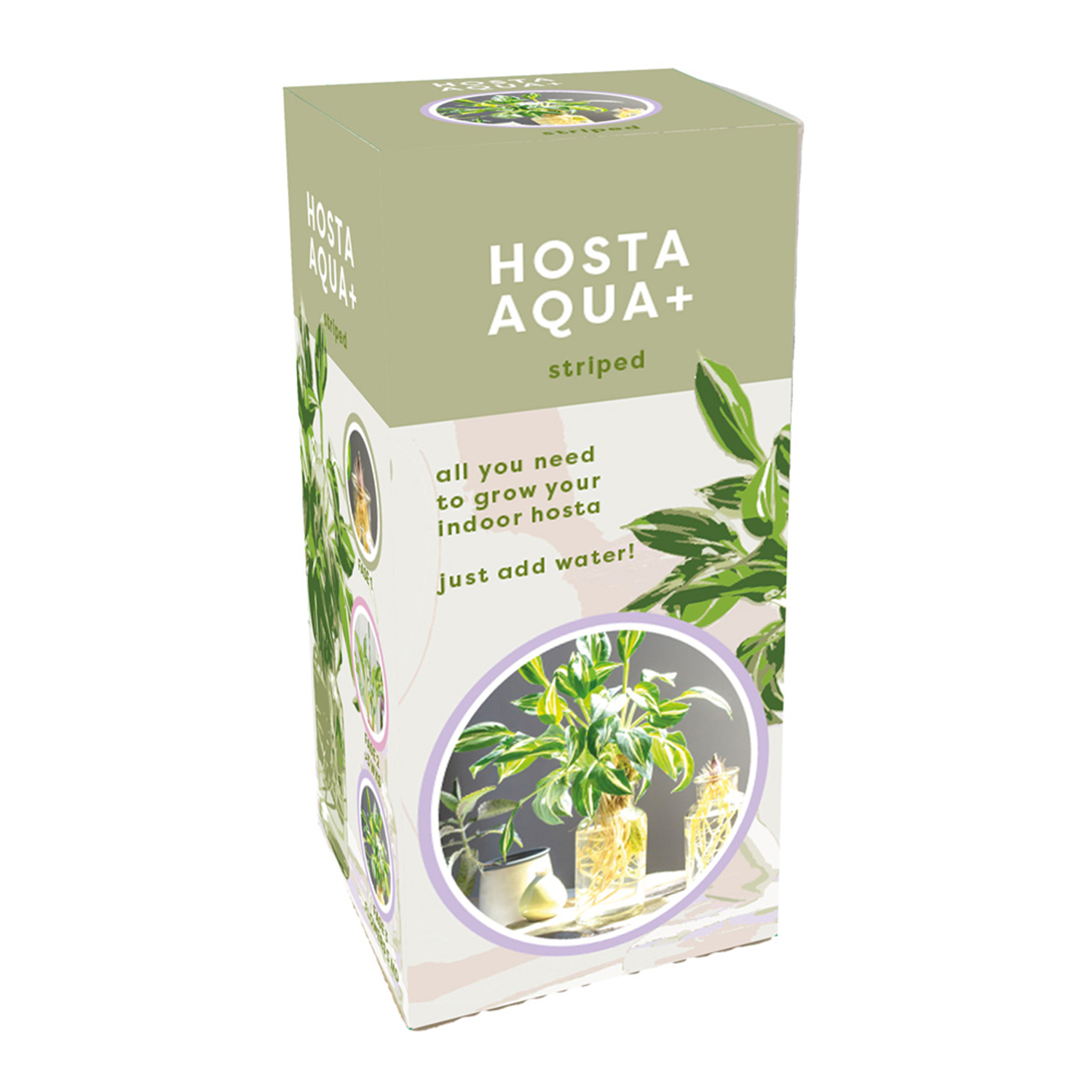 Gestreifte Hosta im Glas