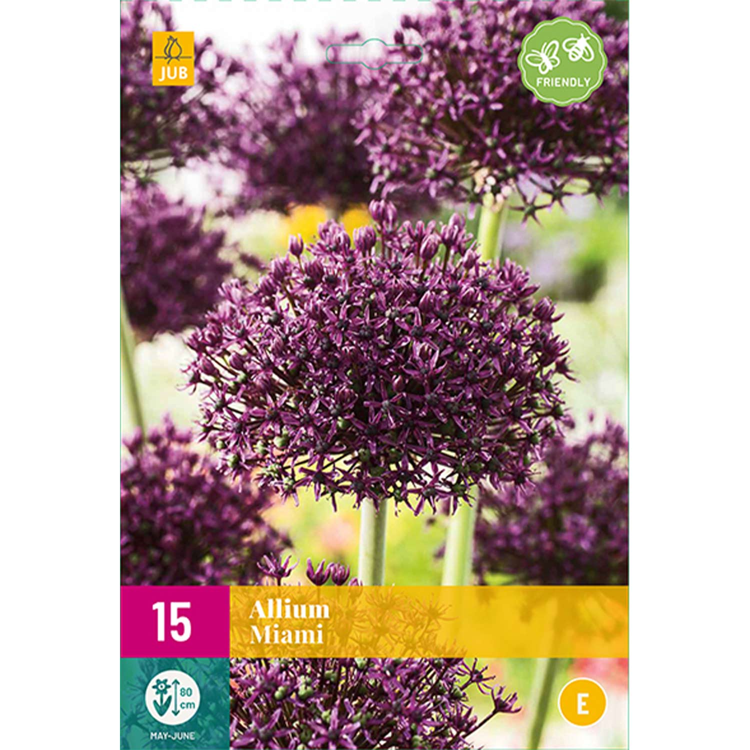 Allium 'Miami®' - 15 Stück