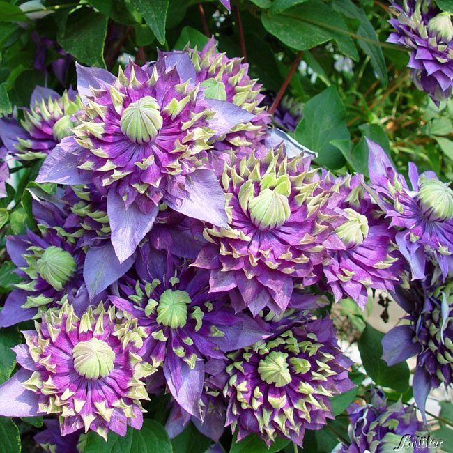 Clematis 'Taiga®'