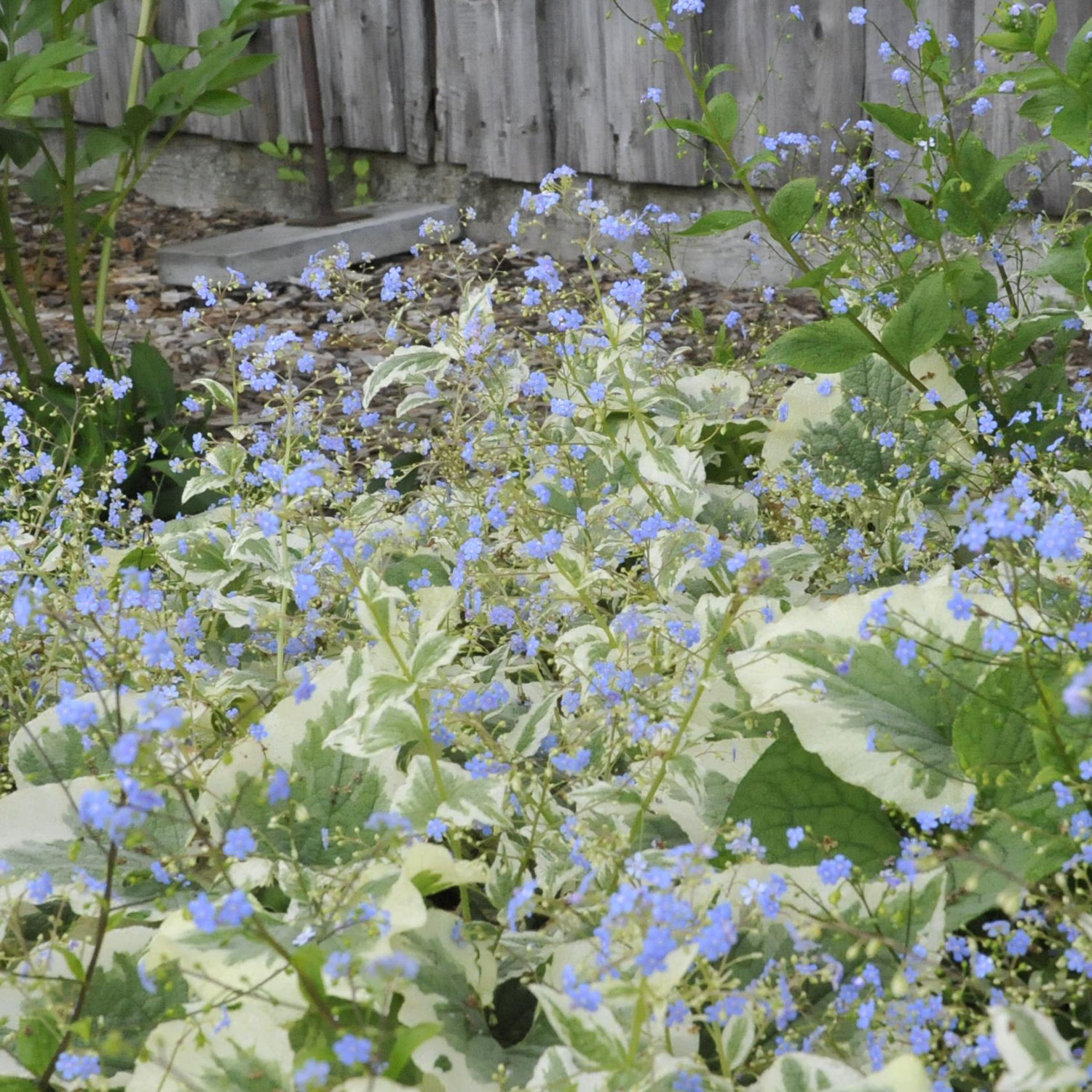 Kaukasus-Vergissmeinnicht 'Variegata'