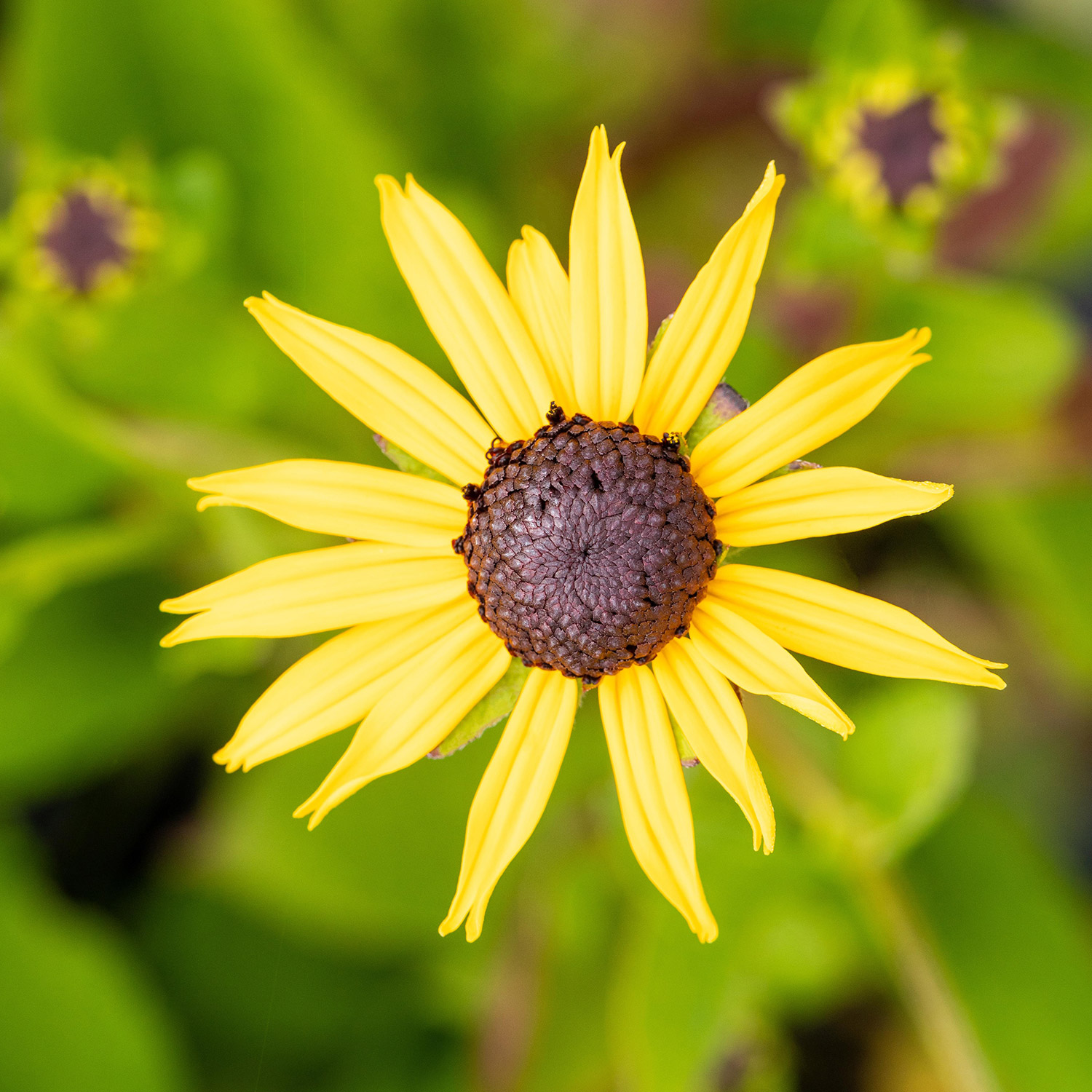 Sonnenhut 'Goldsturm'